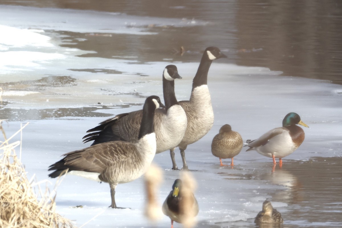Canada Goose - ML652475637