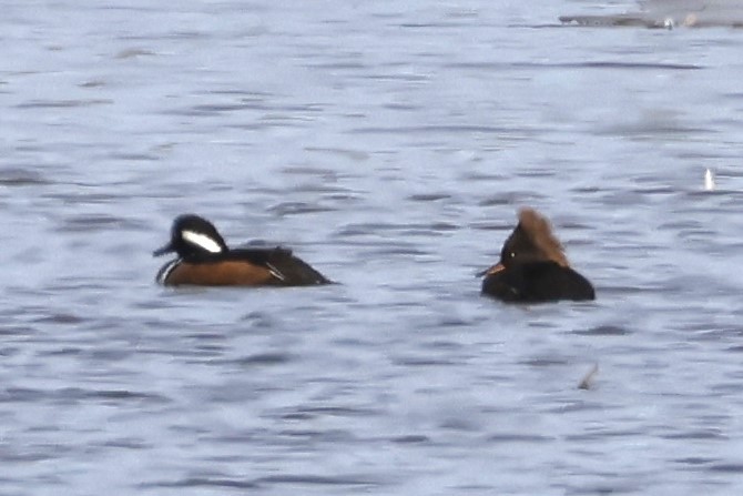 Hooded Merganser - ML652475648