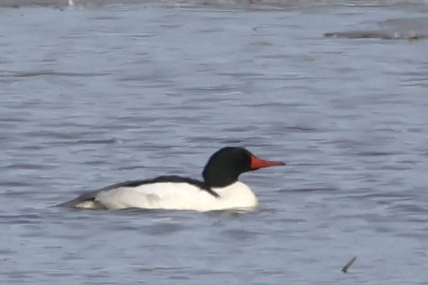 Common Merganser - ML652475650