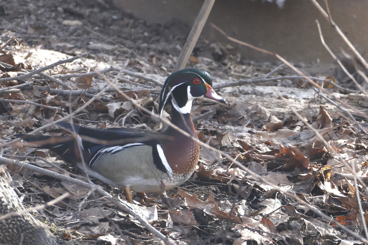 Wood Duck - ML652475696