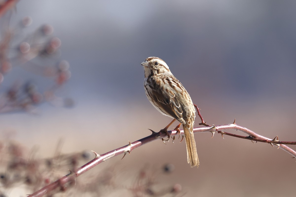 Song Sparrow - ML652475701
