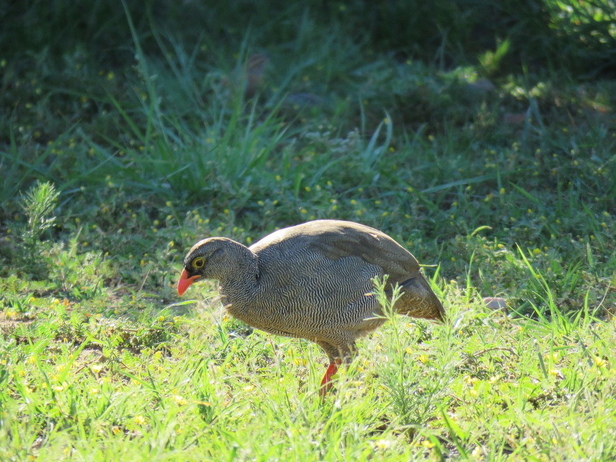 サザナミシャコ - ML652476140