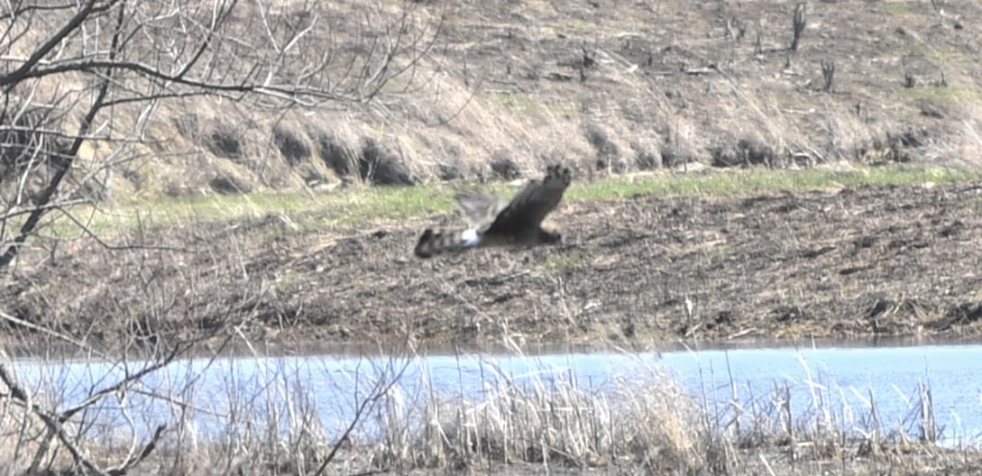 Американский лунь - ML652476697