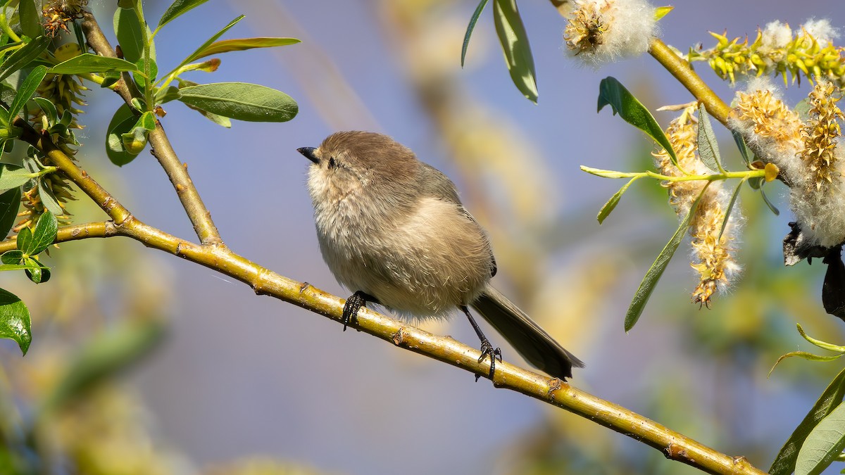 ヤブガラ - ML652476999