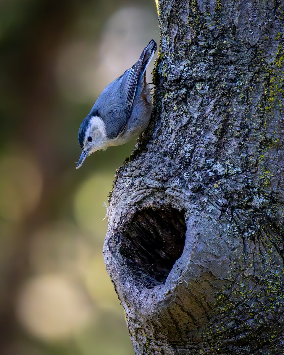 ムナジロゴジュウカラ - ML652477046