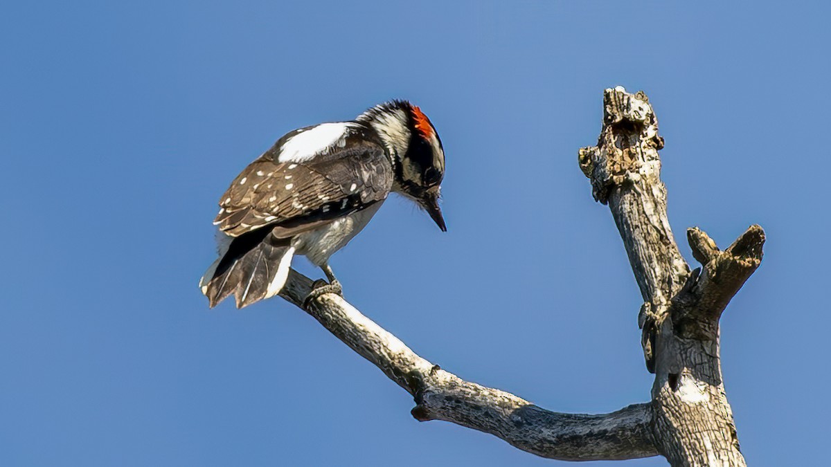 セジロコゲラ - ML652477126