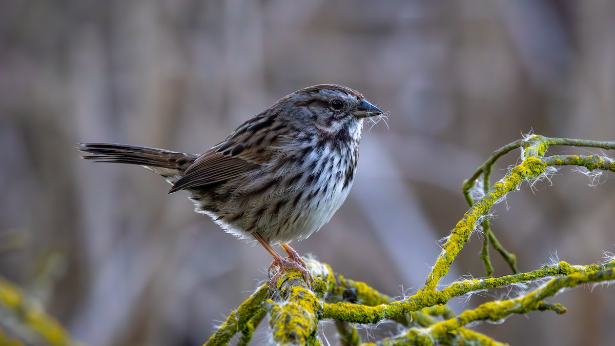 ウタスズメ - ML652477135