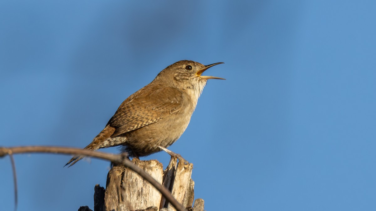 Northern House Wren - ML652477181