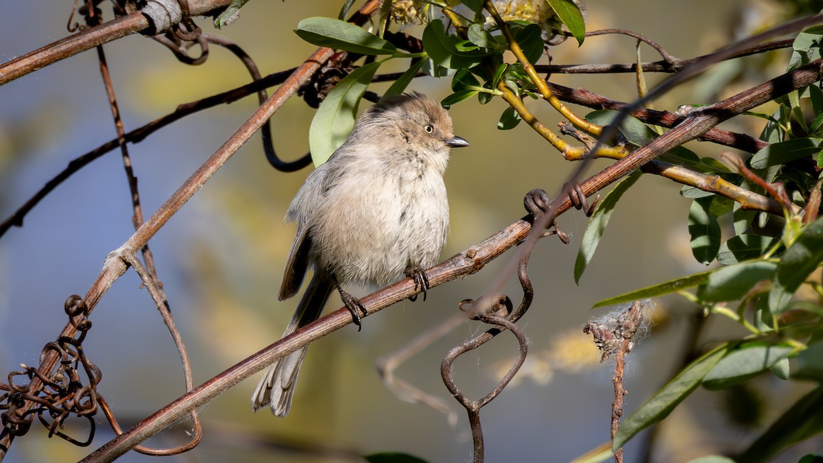 ヤブガラ - ML652477194