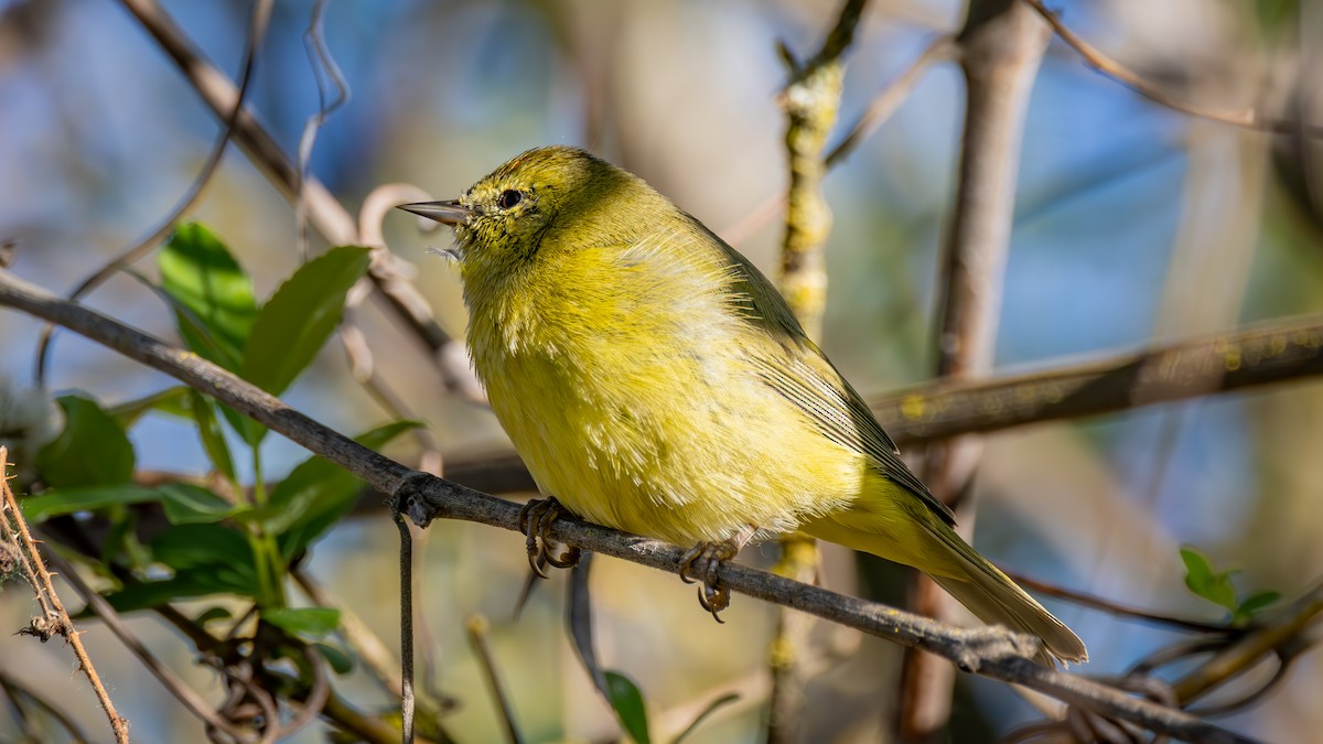 サメズアカアメリカムシクイ - ML652477205