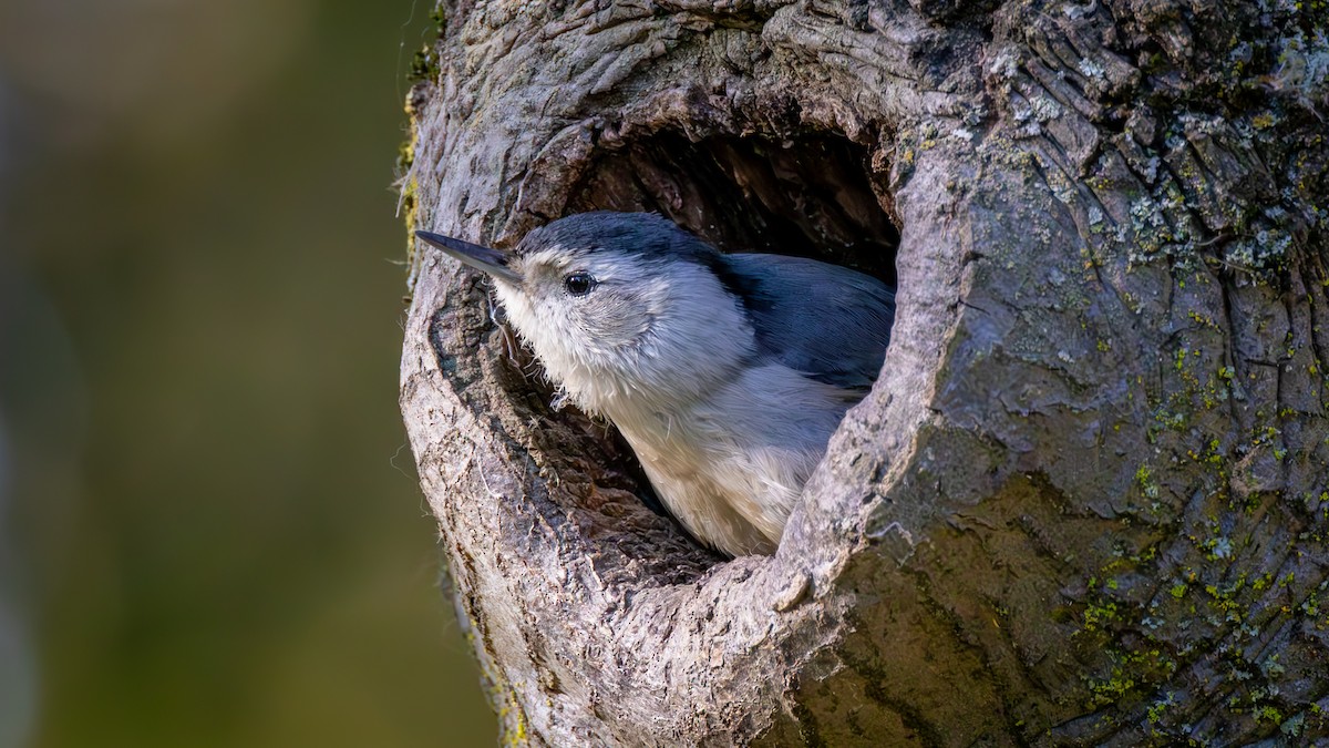 ムナジロゴジュウカラ - ML652477251