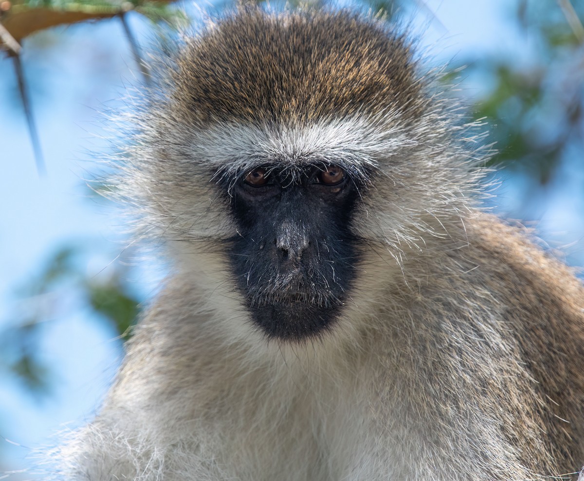 Mammiferi - ML652477775