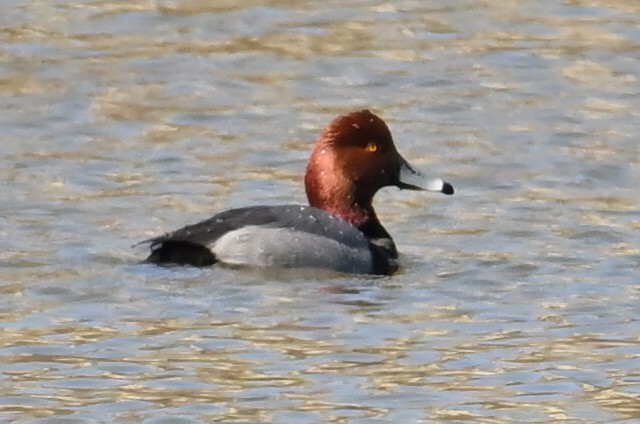 Redhead - ML652477844
