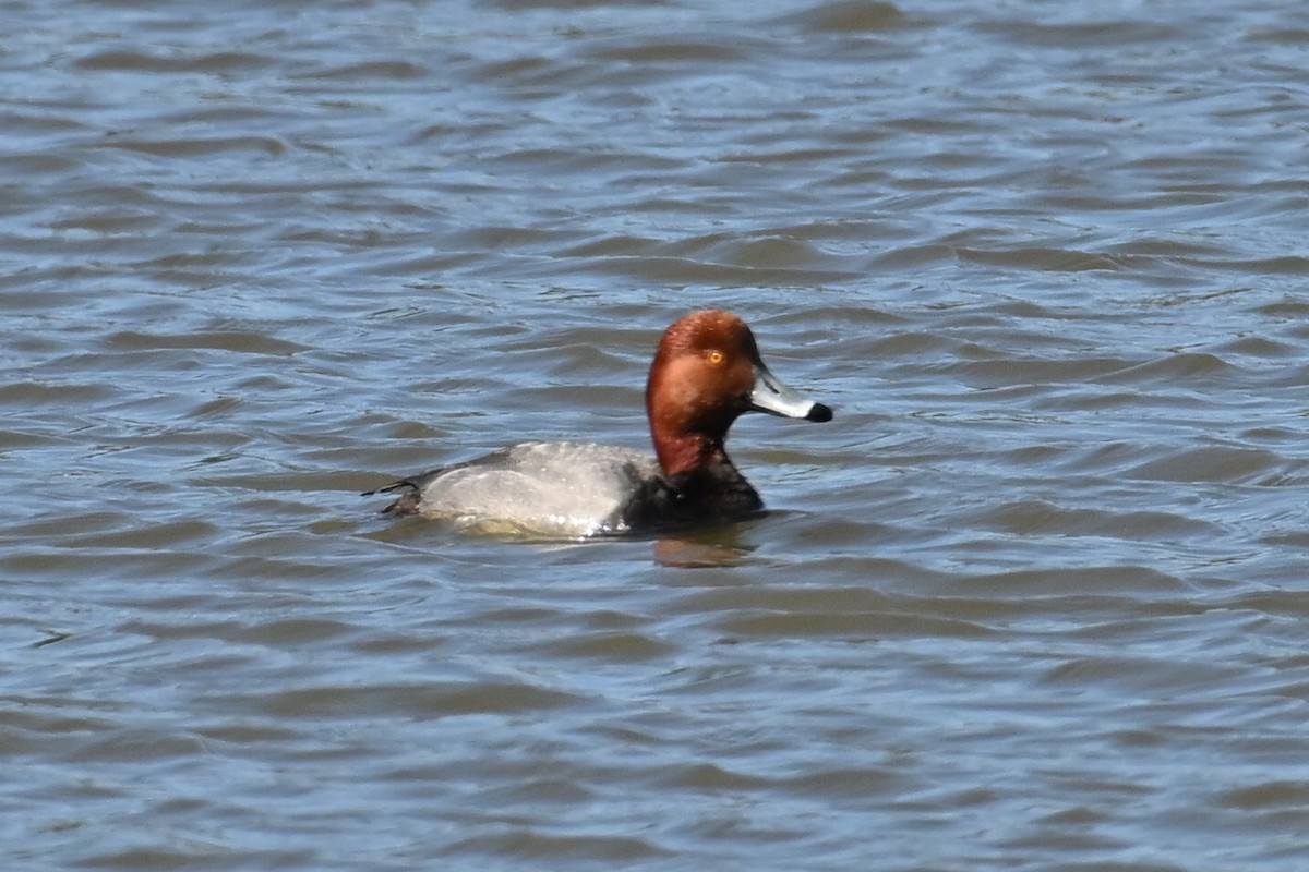Redhead - ML652477845