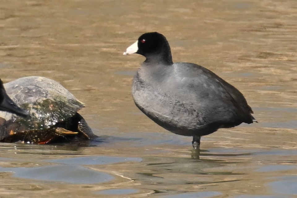 American Coot - ML652477865