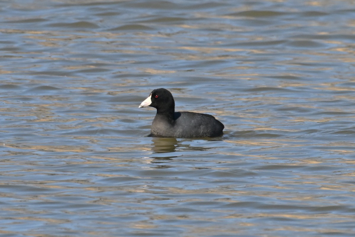 American Coot - ML652477866