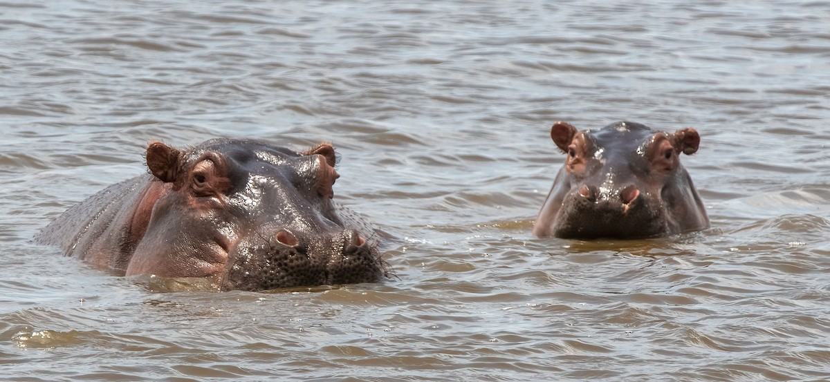 Mammiferi - ML652478196