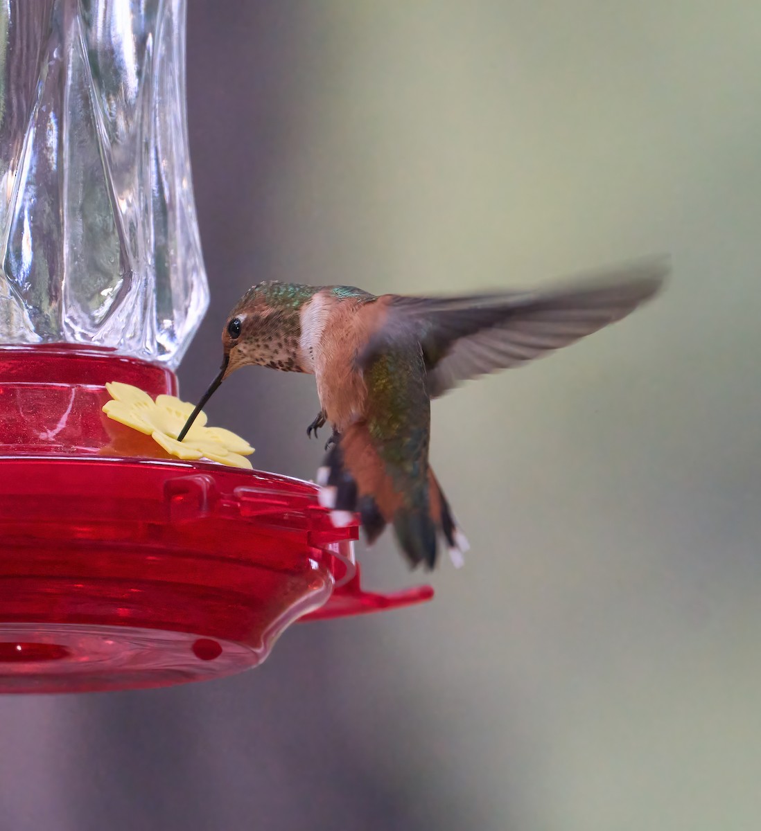 Rufous Hummingbird - ML652478903