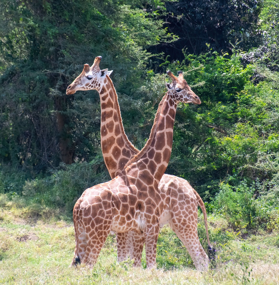 Mammiferi - ML652478939