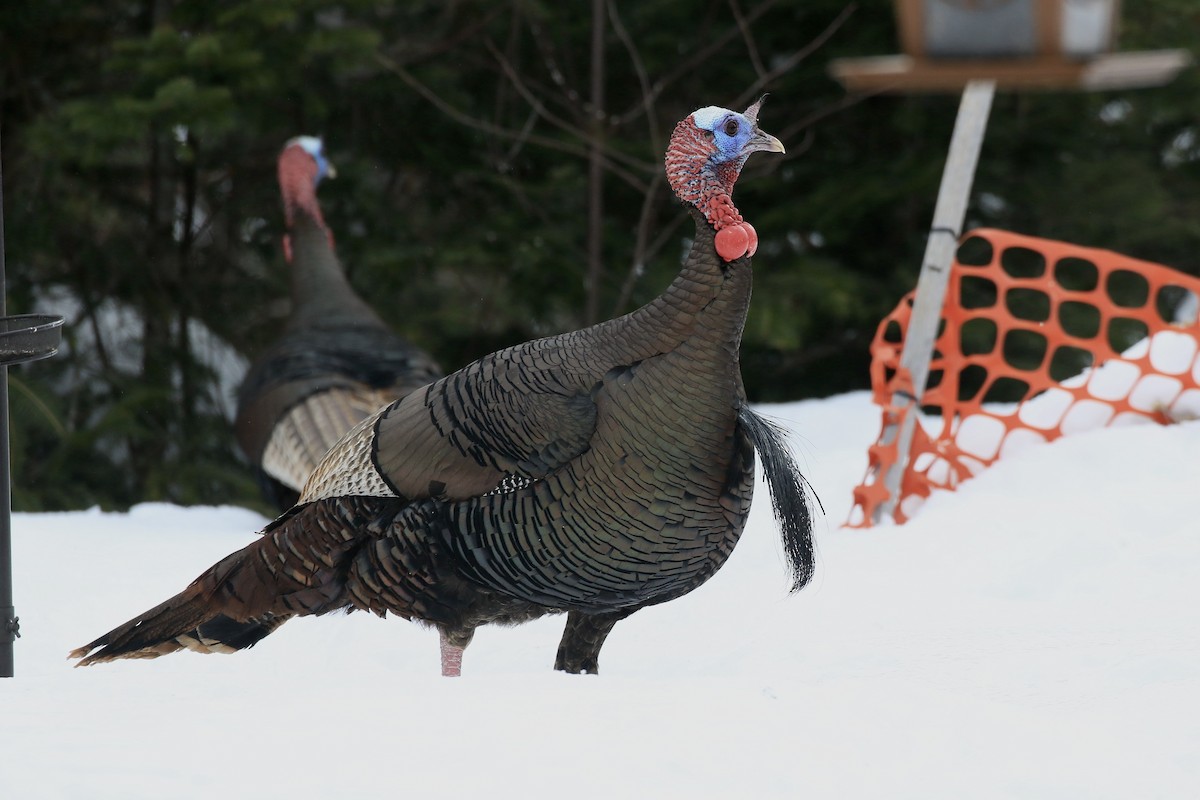 Guajolote Gallipavo - ML652479127