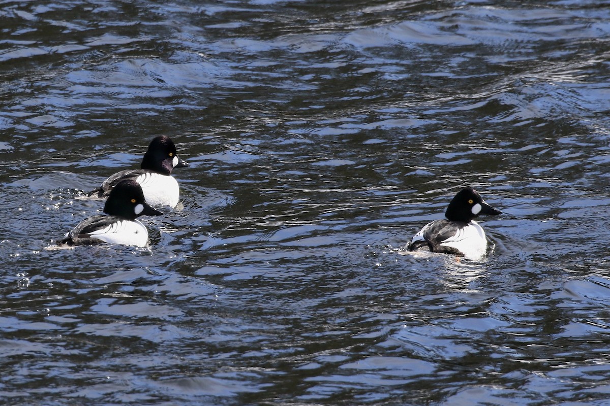 Porrón Osculado - ML652479259