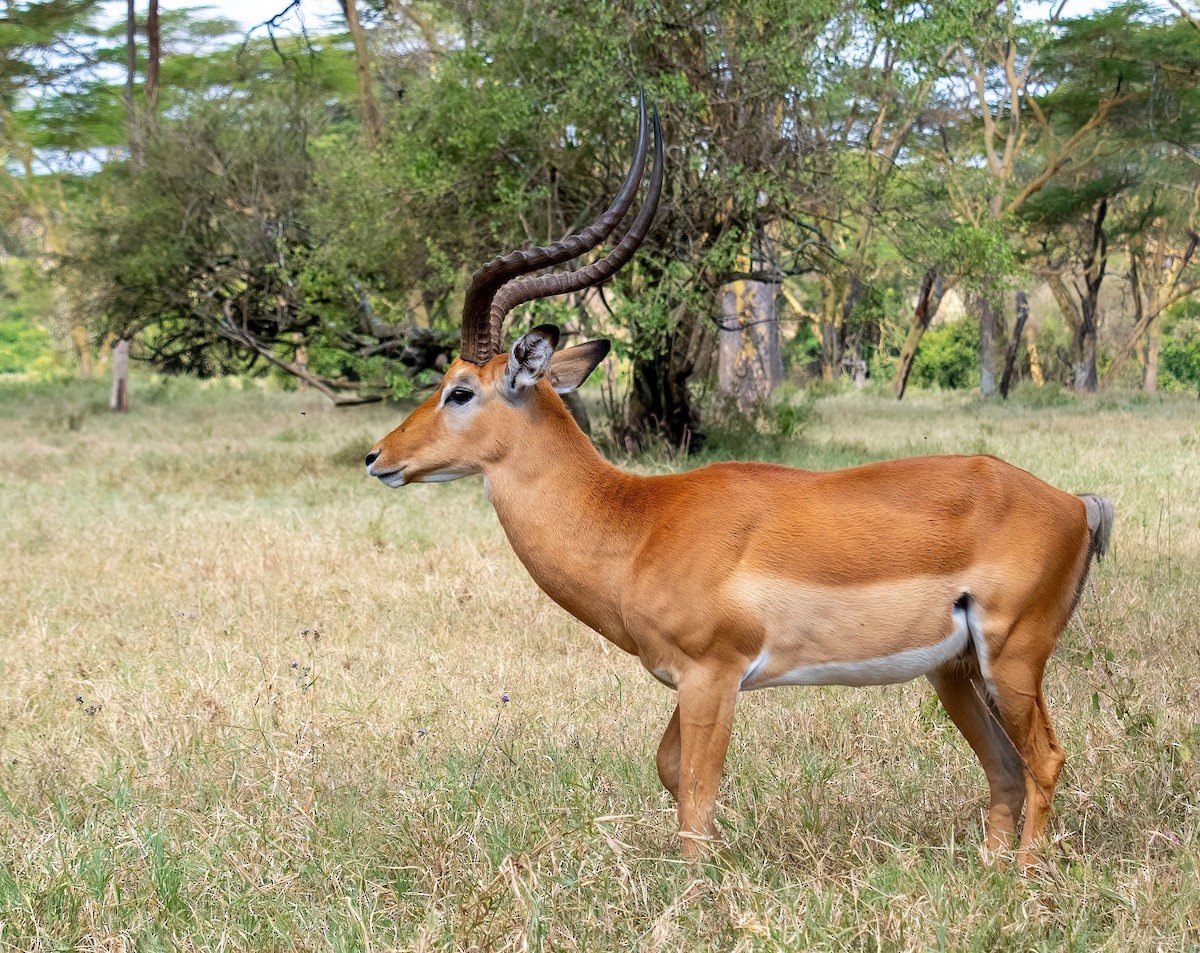 Mammiferi - ML652479331