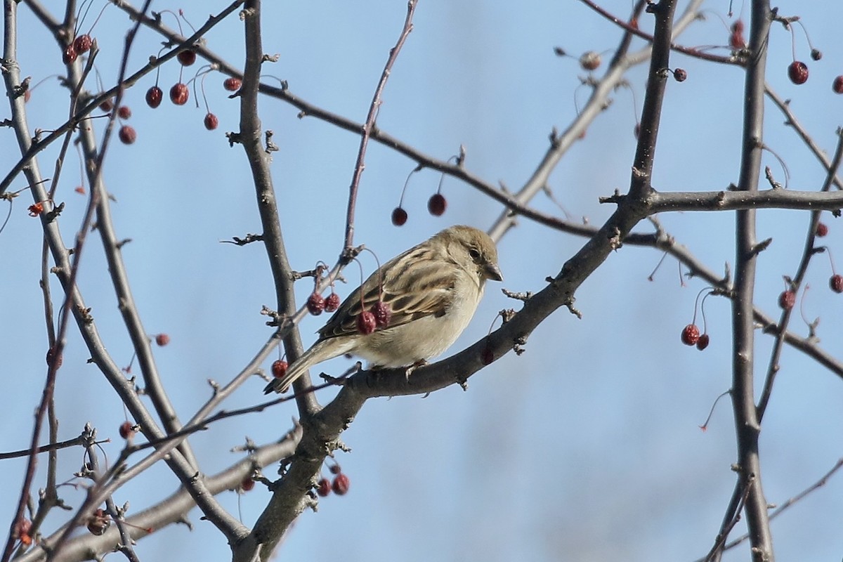 Gorrión Común - ML652479349