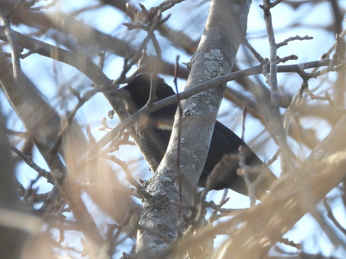 Red-winged Blackbird - ML652479410