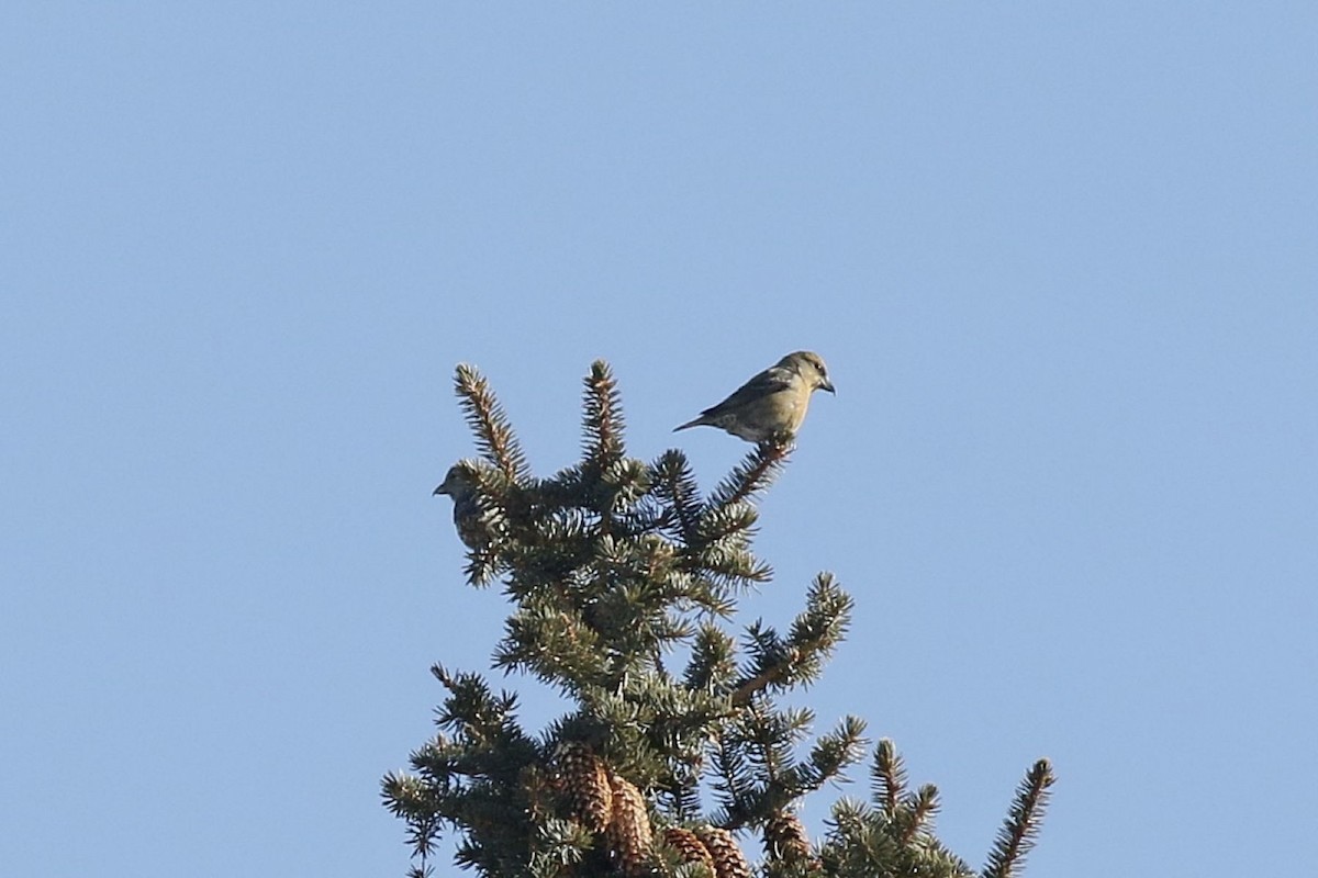 Piquituerto Común - ML652479508