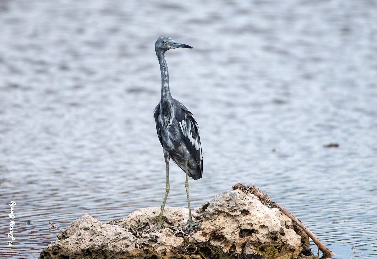 Little Blue Heron - ML65247961