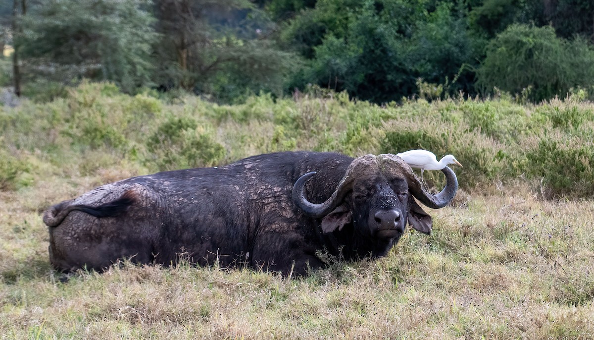 Mammiferi - ML652479724