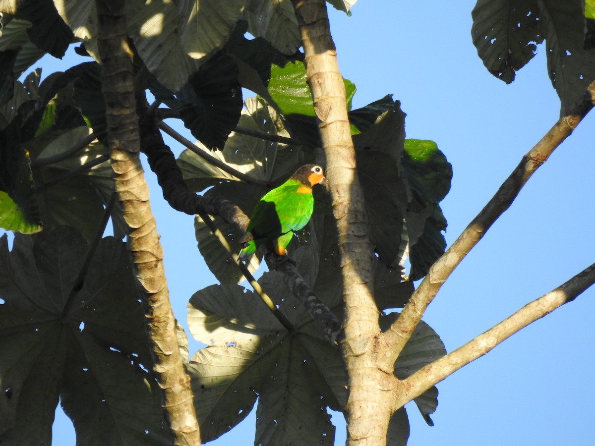 Orange-cheeked Parrot - ML652480426