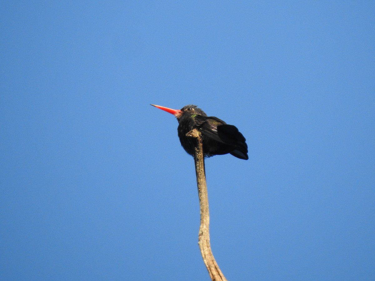 White-chinned Sapphire - ML652480444