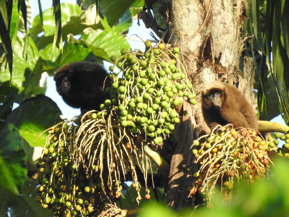 Brown Titi - ML652480495