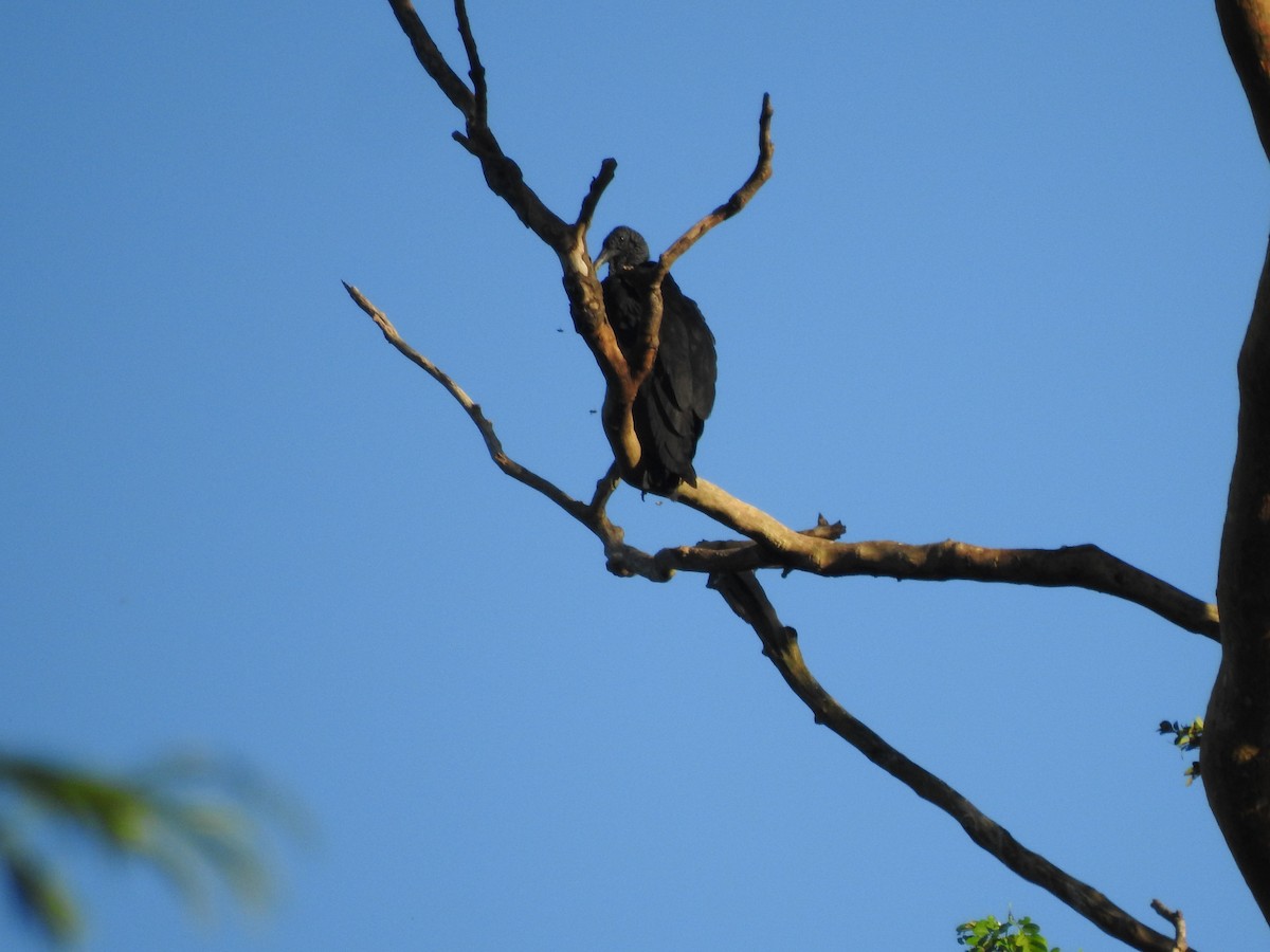 Black Vulture - ML652480589