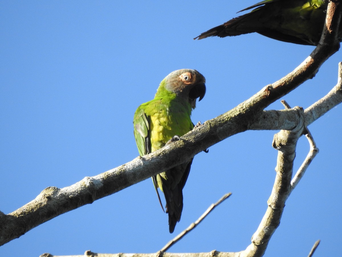 Dusky-headed Parakeet - ML652480606