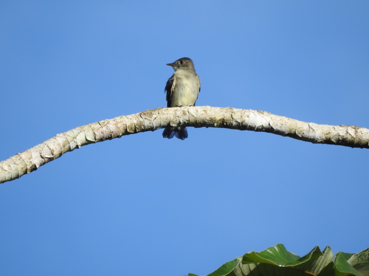 Eastern Wood-Pewee - ML652480615