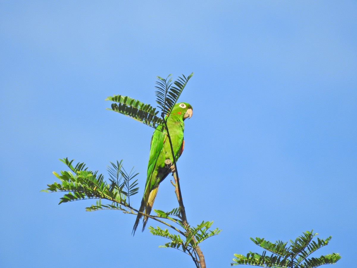 White-eyed Parakeet - ML652480646