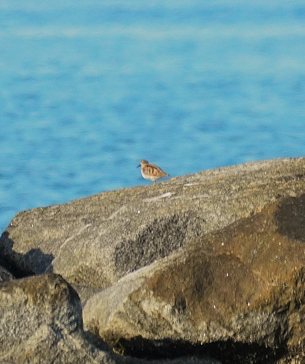 Побережник-крихітка - ML652481116