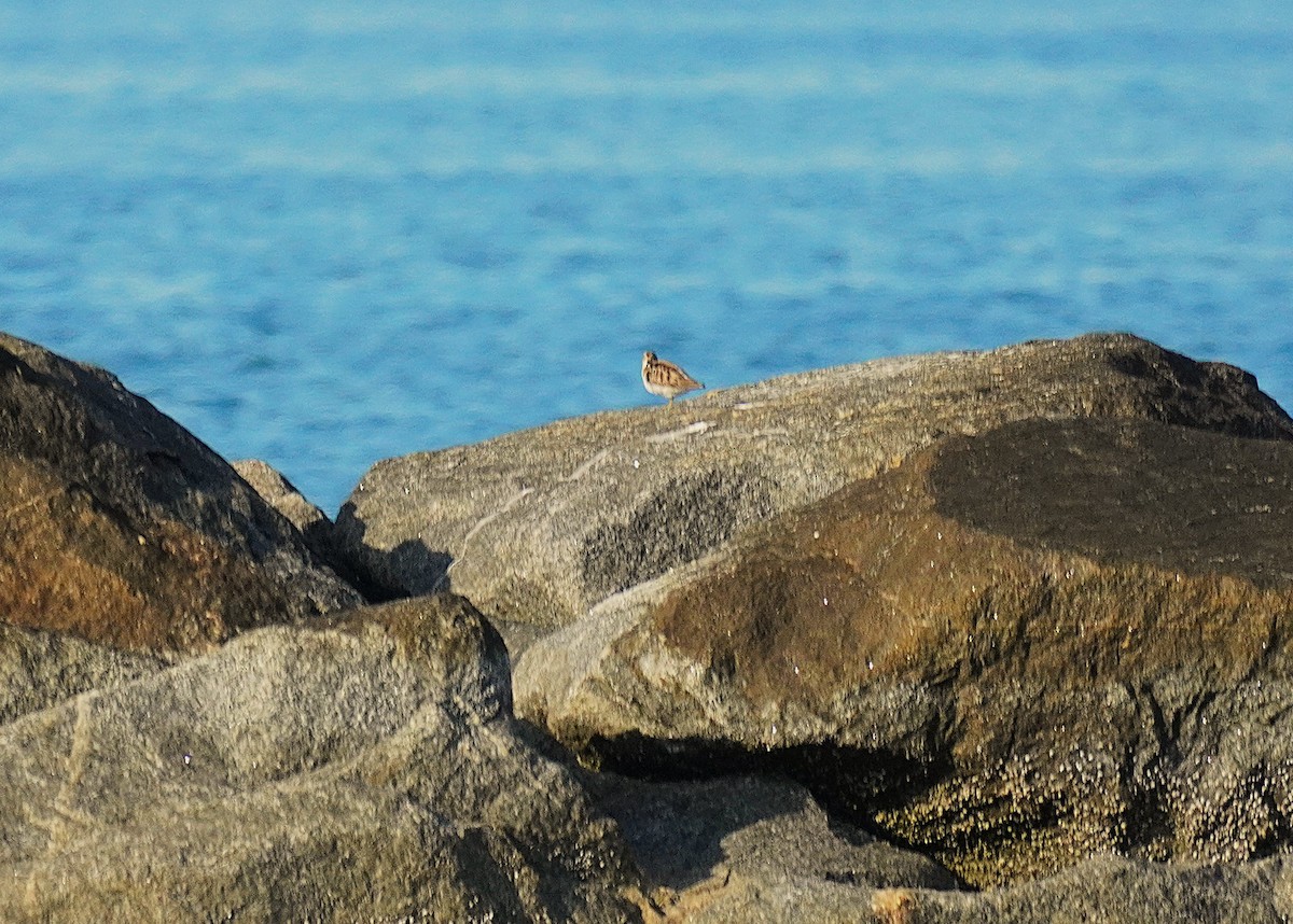 Побережник-крихітка - ML652481118