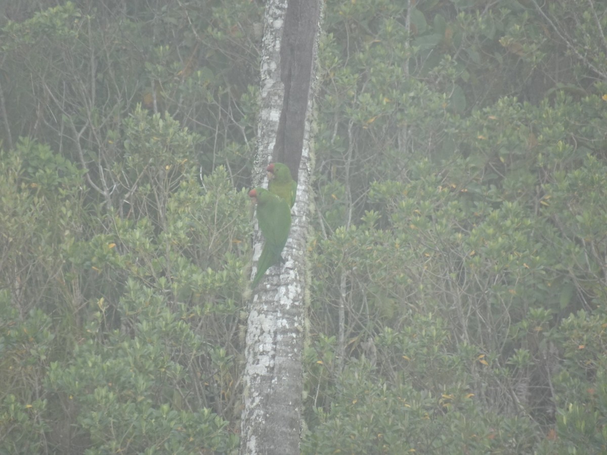 aratinga červenočelý - ML652481883