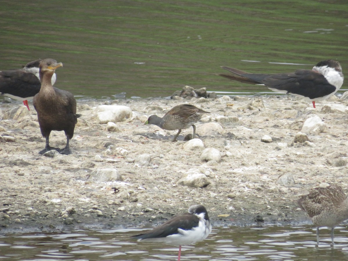 Spot-flanked Gallinule - ML652482304