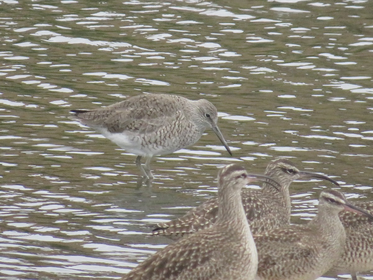 Willet - ML652482389