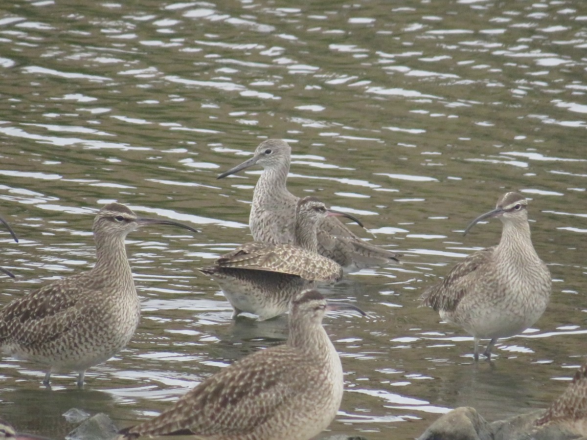 Willet - ML652482390