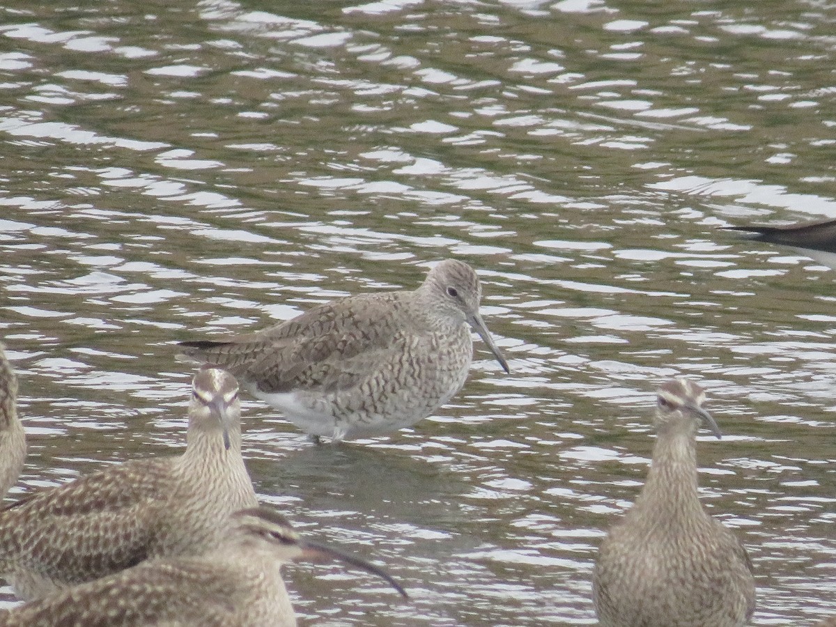 Willet - ML652482391