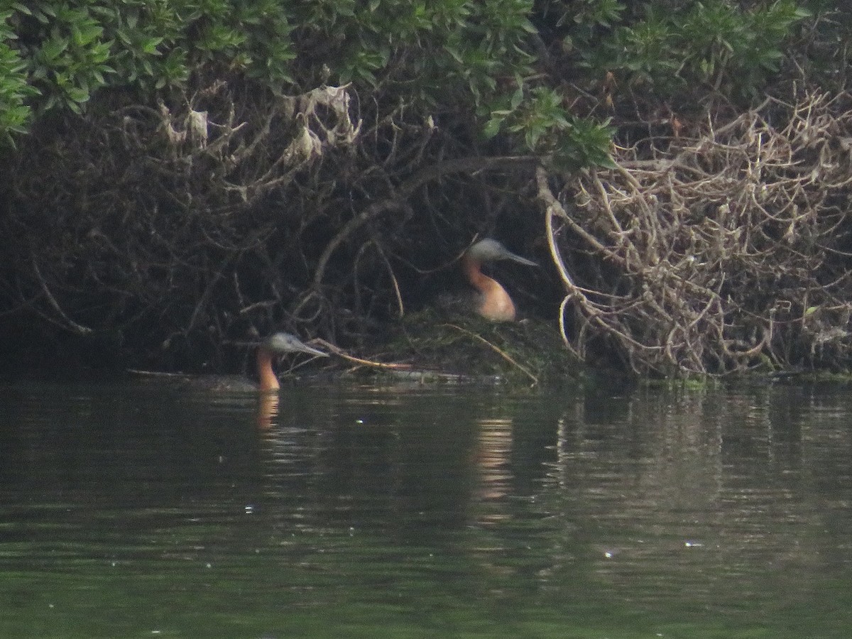 Great Grebe - ML652482403