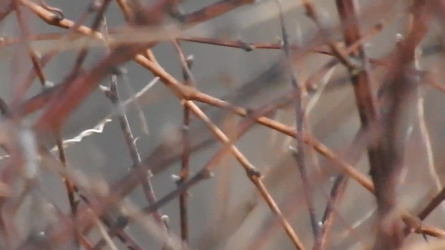 Карнатка польова - ML652482460