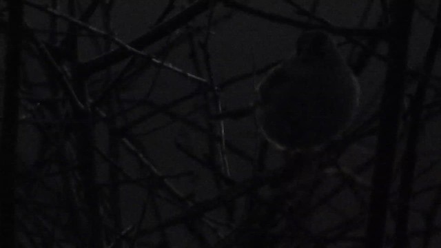 ミヤマシトド - ML652482473