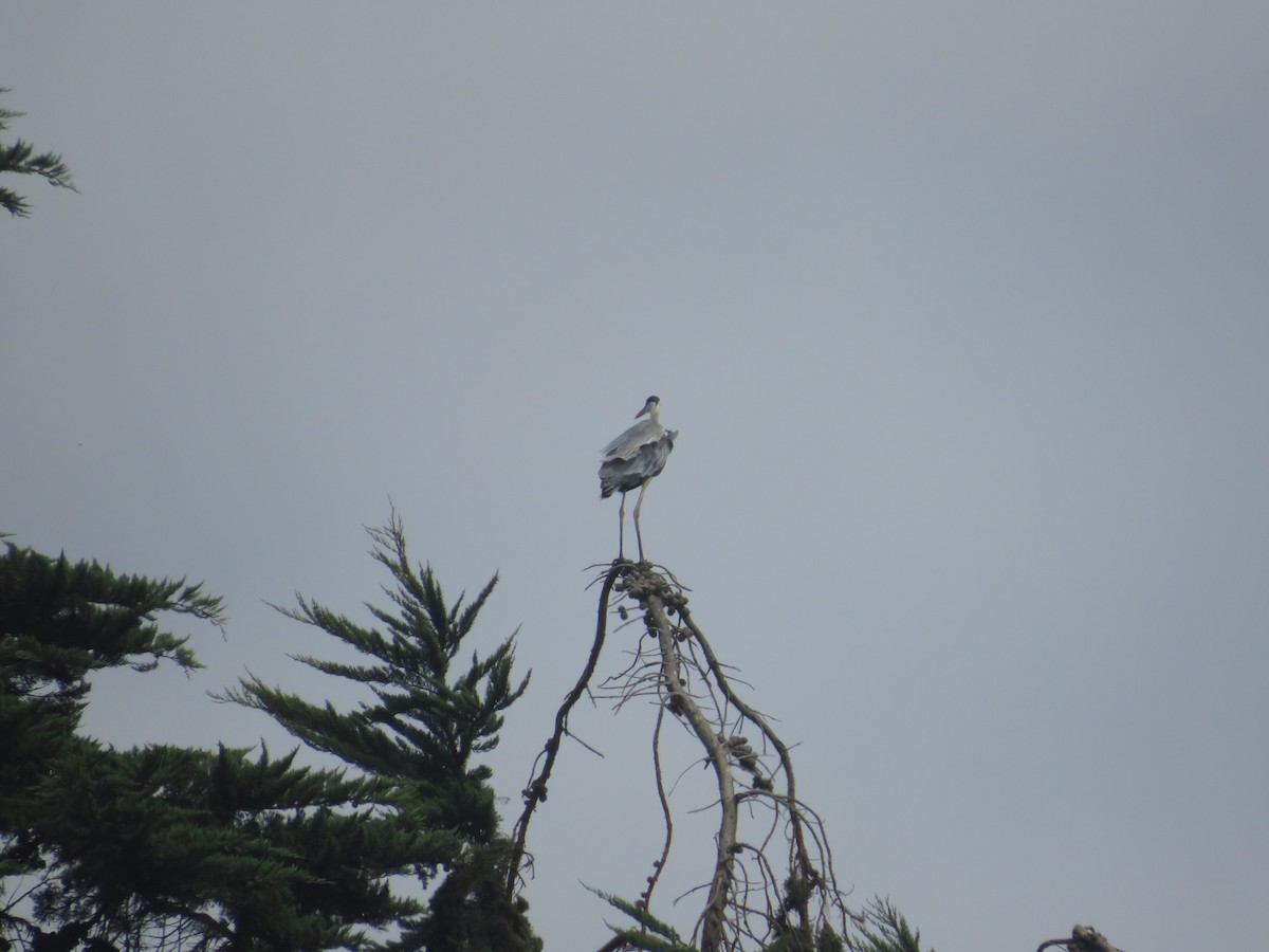 Cocoi Heron - ML652482592