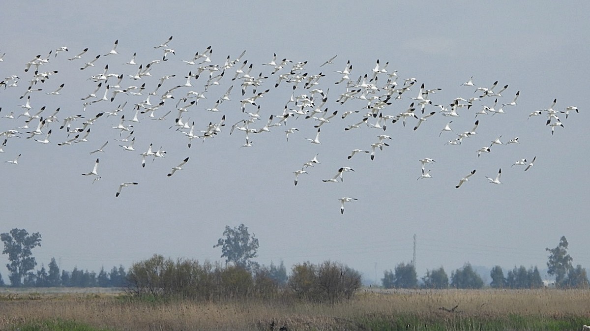 Abozeta kaskabeltza - ML652482695